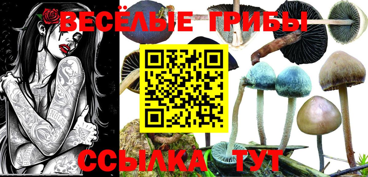 Псилоцибиновые грибы Psilocybine cubensis Пенза